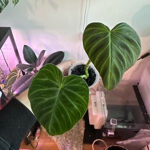 RESERVED dark forest